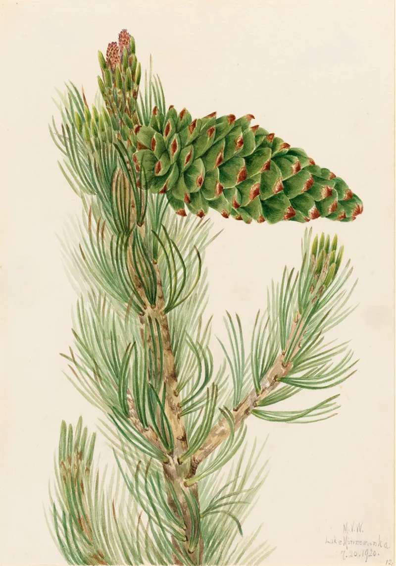 Limber Pine Pinus Flexilis 2