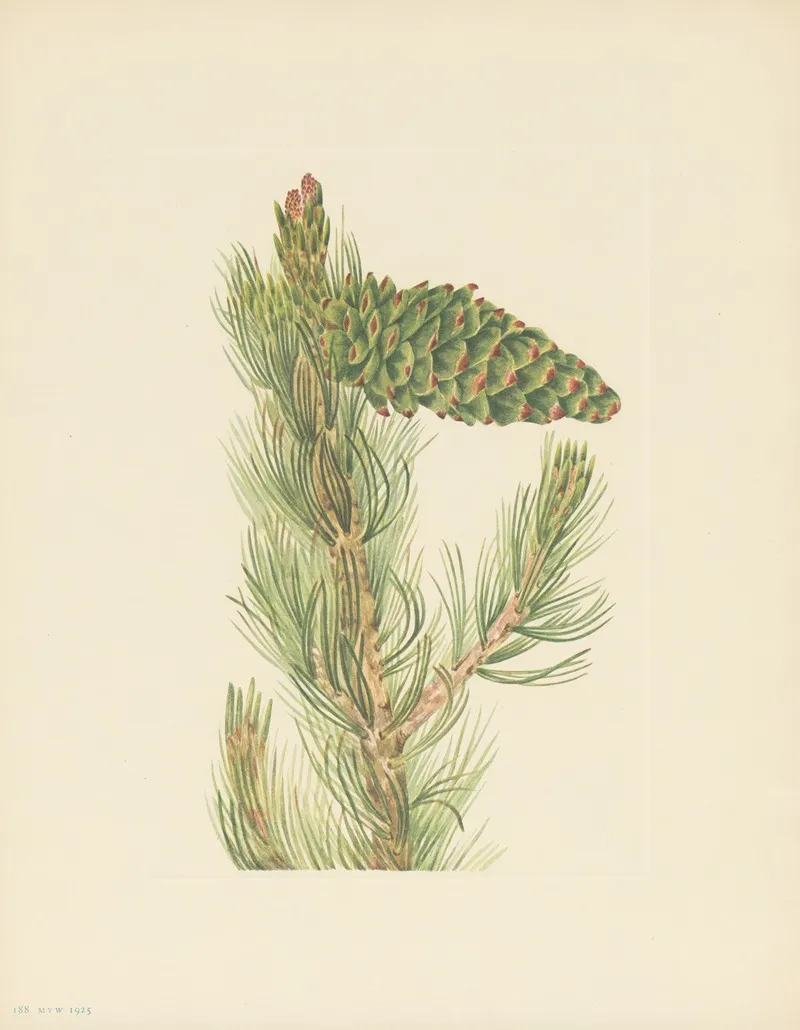 Limber Pine Pinus Flexilis 3