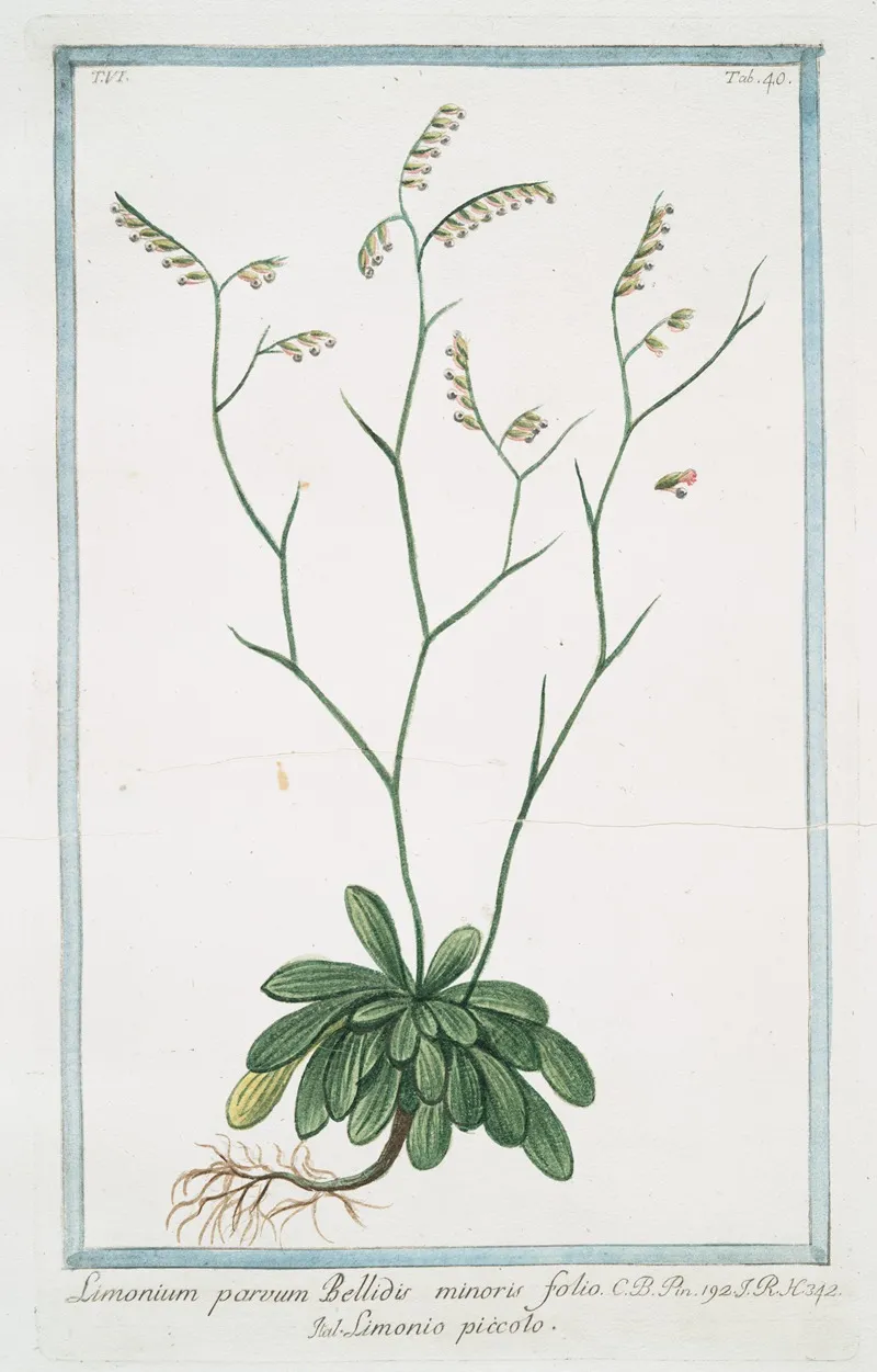 Limonium Parvum Bellidis Minoris Folio Limonio Piccolo Rock Sea Lavender