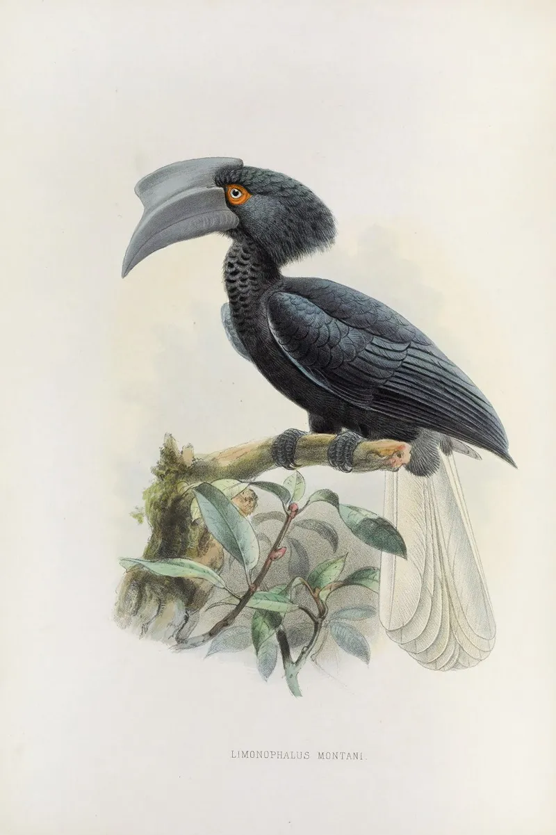 Limonophalus Montani