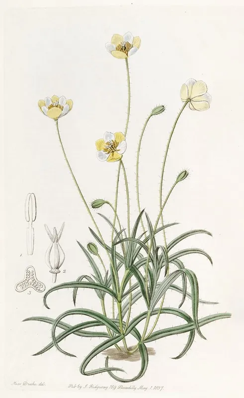 Linear Leaved Platystigma