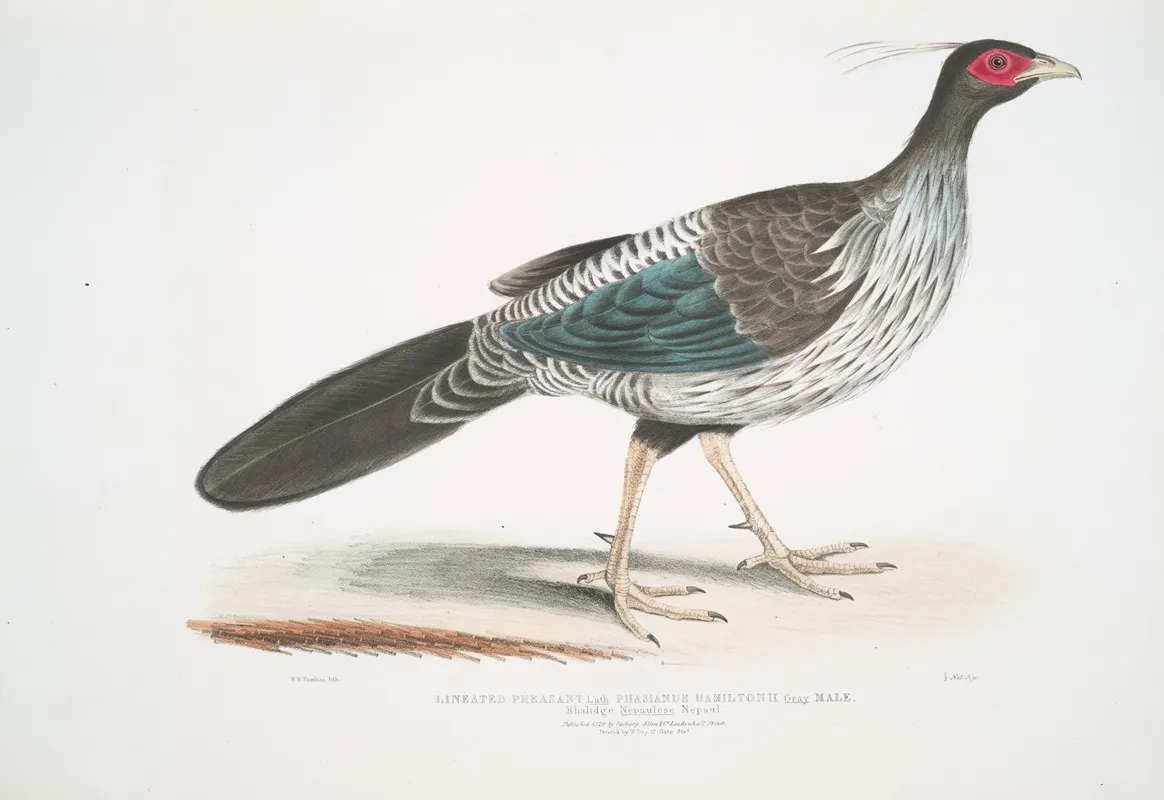 Lineated Nepaul Pheasant Phasianus Hamiltonii