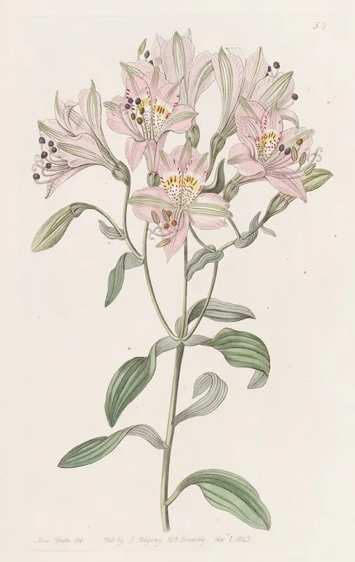 Lined Alstraemeria
