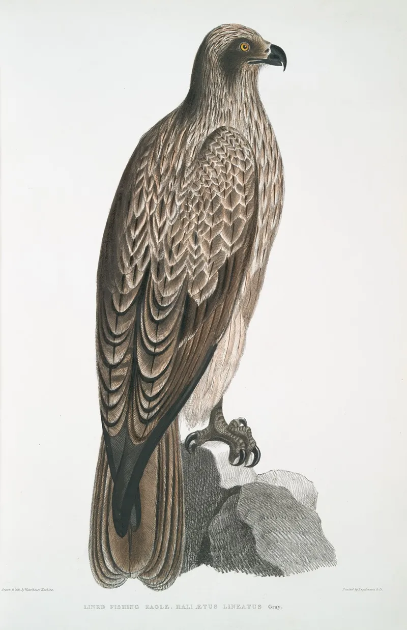 Lined Fishing Eagle Haliaetus Lineatus