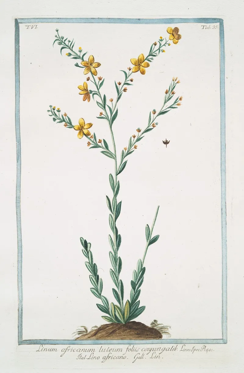 Linum Africanum Luteum Foliis Conyungalik Lino Africano Lin African Flax