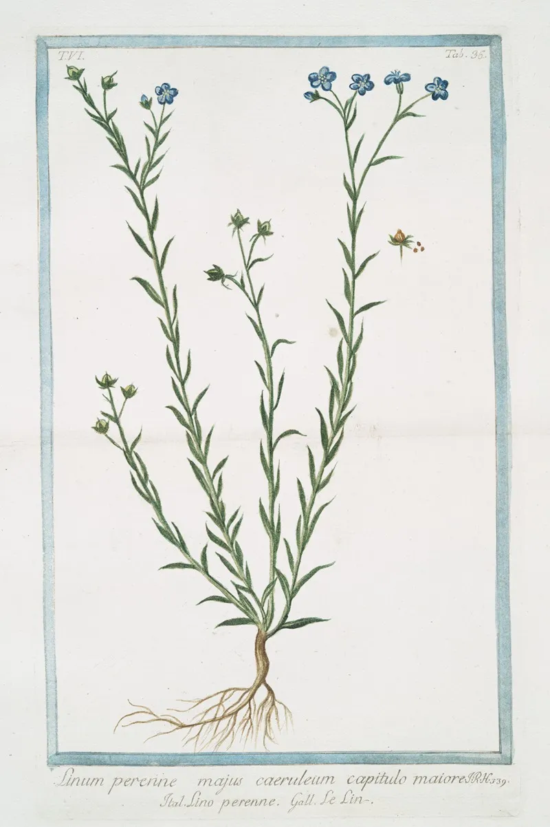 Linum Perenne Majus Caeruleum Capitulo Maiore Lino Perenne Le Lin Blue Flax Perennial Flax