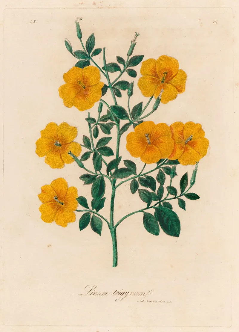 Linum Trigynum