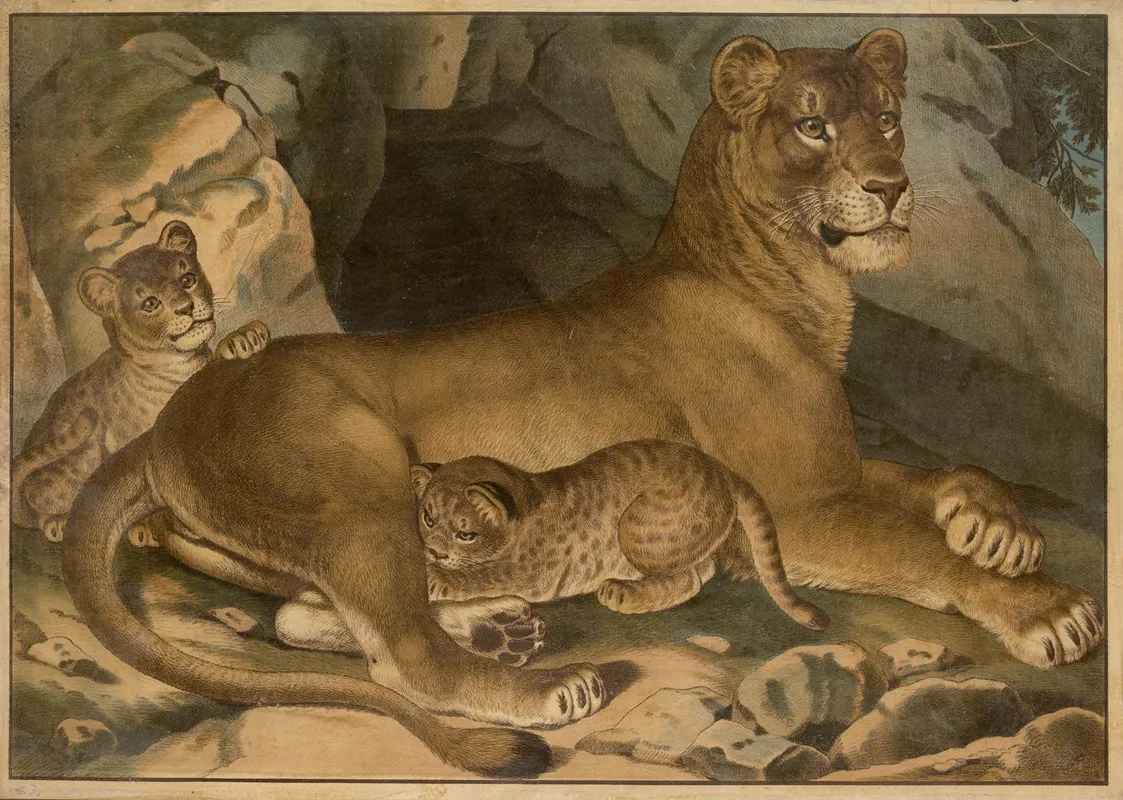 Lion And Lioness 4