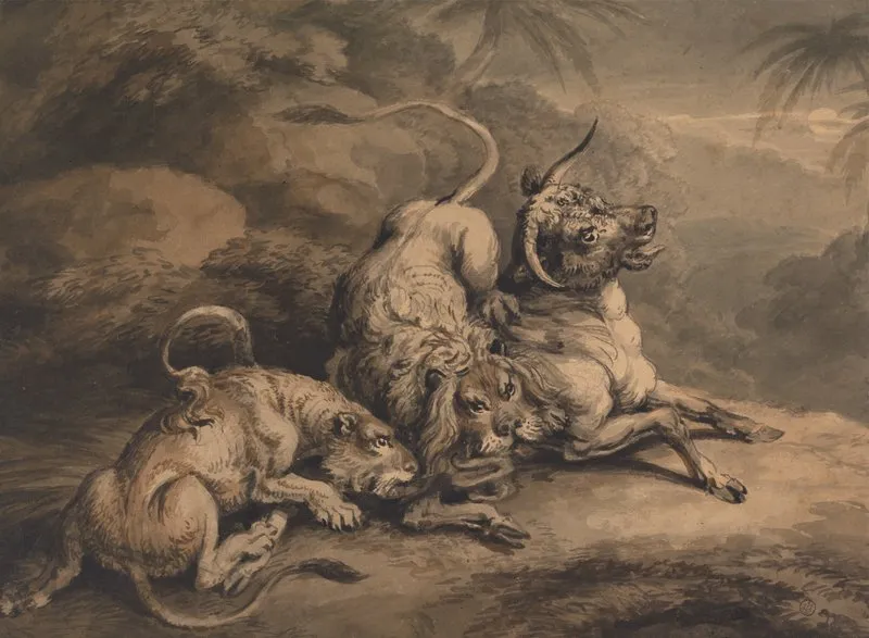 Lion And Lioness Attacking A Steer