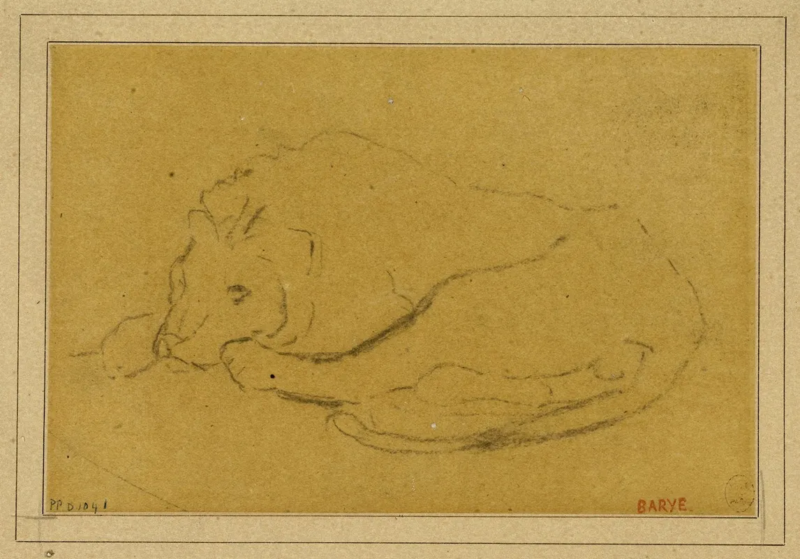 Lion Couche La Tete Entre Ses Pattes