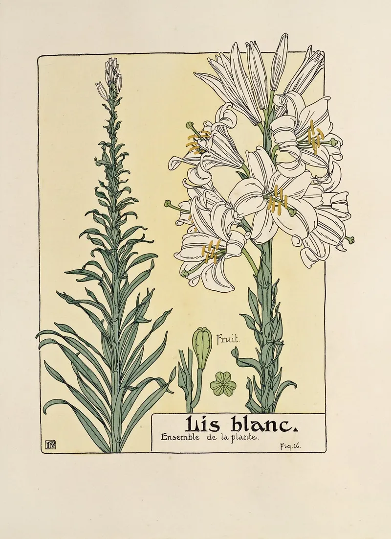 Lis Blanc image 1