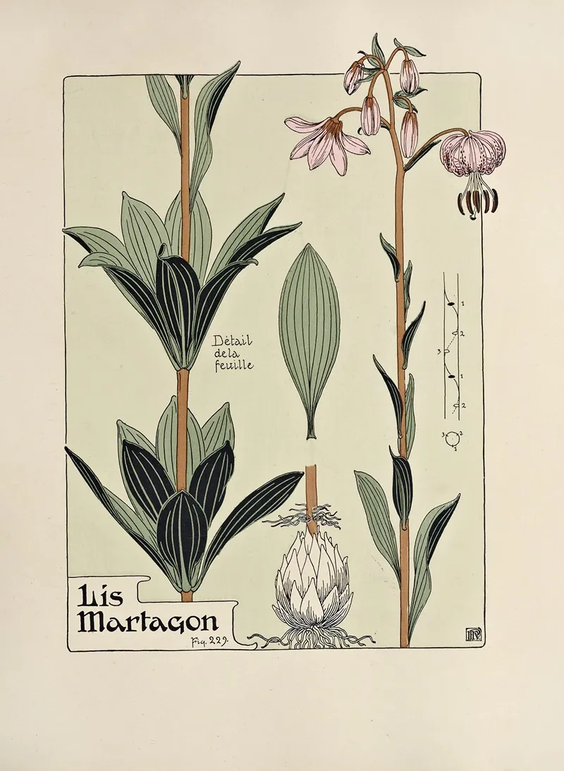 Lis Martagon by Maurice Pillard Verneuil - Canvas Print