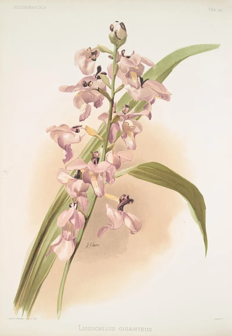 Lissochilus Giganteus by Frederick Sander - Canvas Print