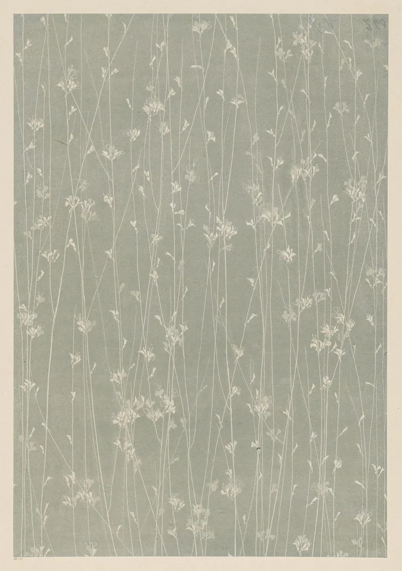 Lithografiertes Papier Graser by Laura Lange - Canvas Print