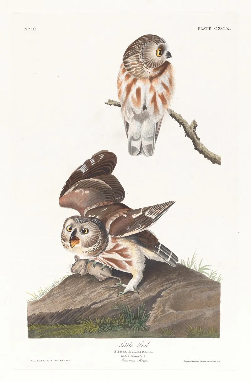 Little Owl 2 by John James Audubon - Canvas Print