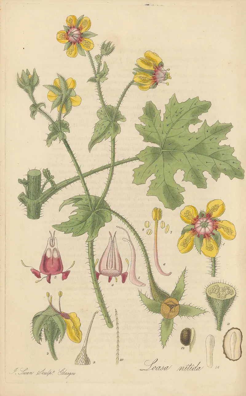 Loasa Nitida by William Jackson Hooker - Canvas Print