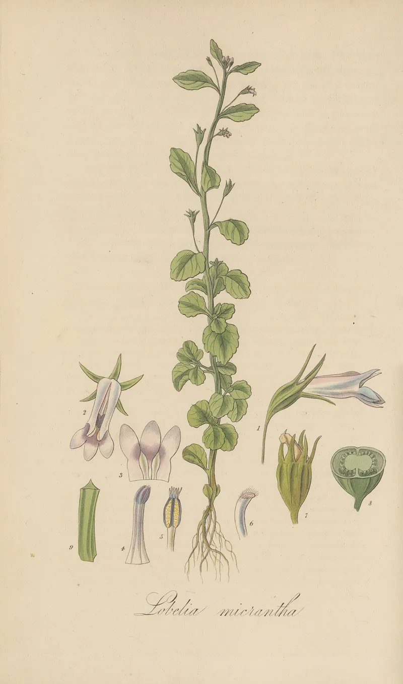 Lobelia Micrantha by William Jackson Hooker - Canvas Print