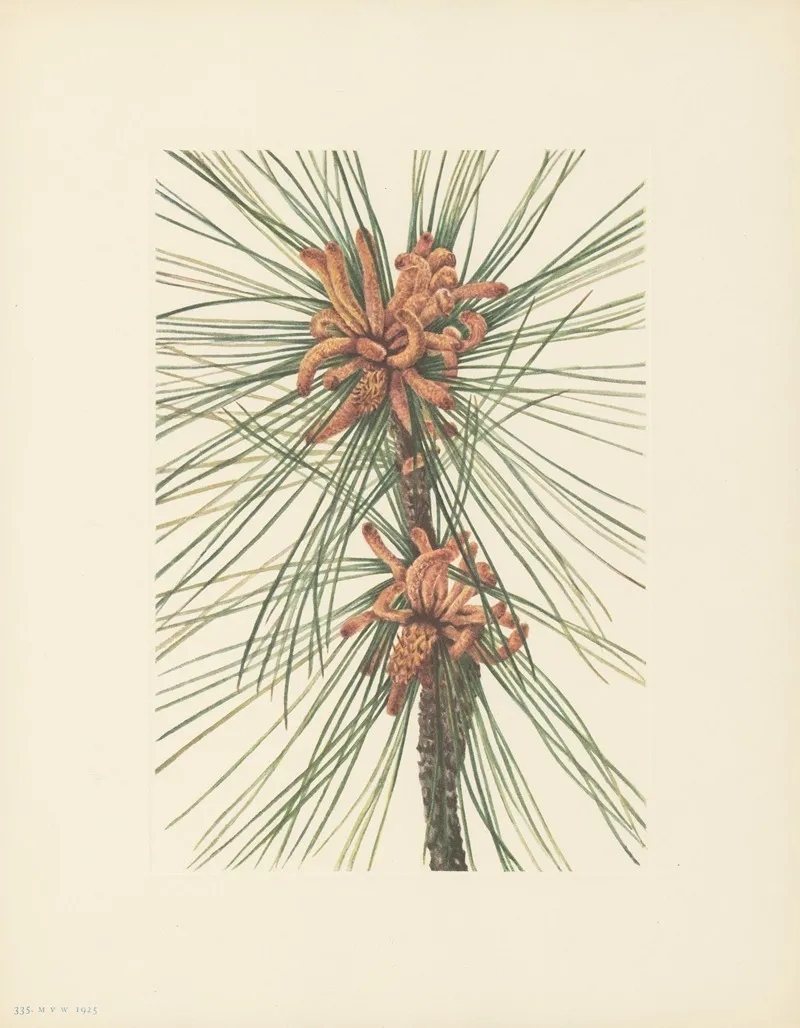 Loblolly Pine Pinus Taeda 3
