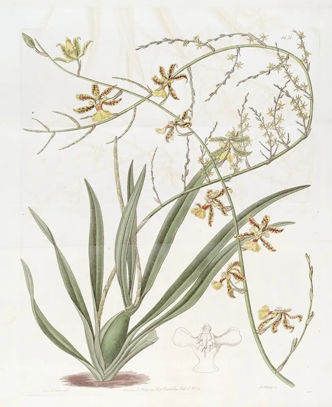 Lofty Oncidium