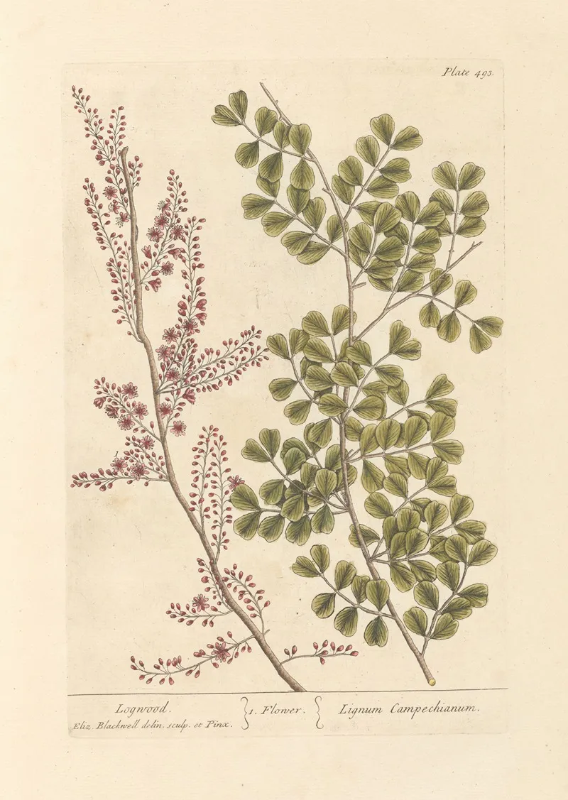 Logwood