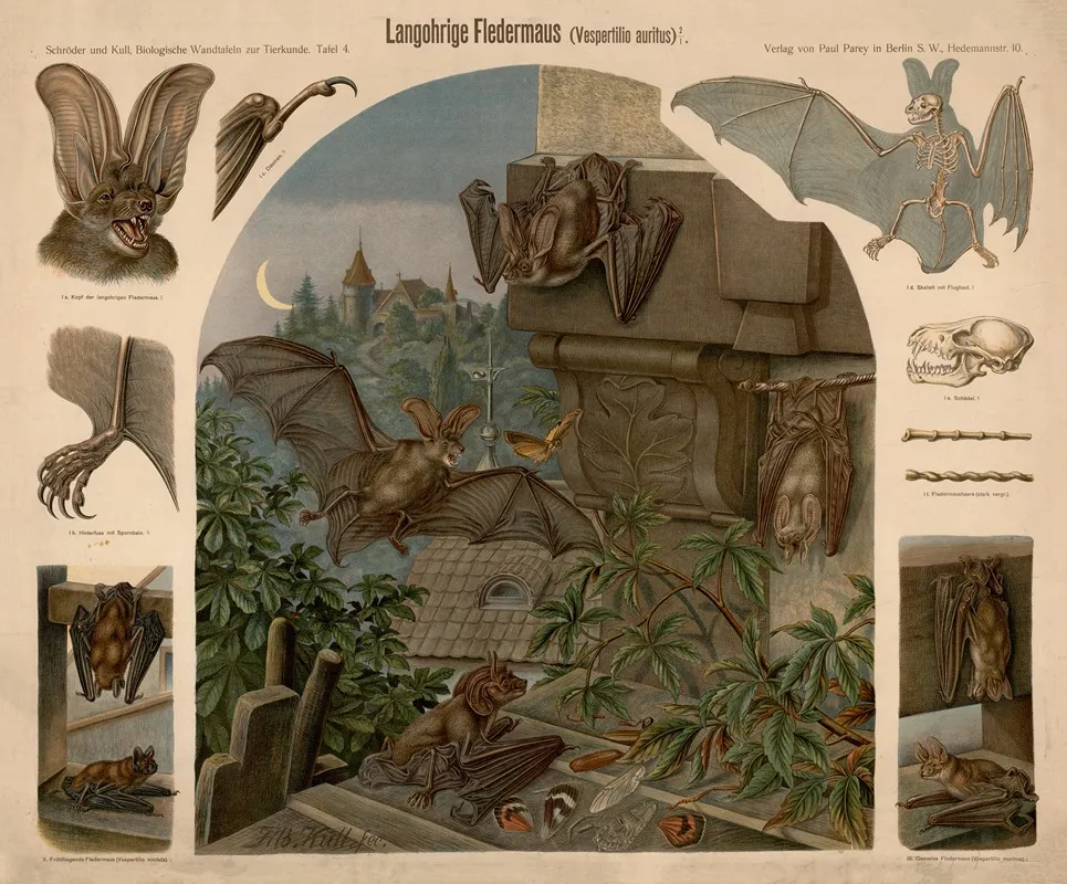 Long Eared Bat Vespertilio Auritus by Albert Kull - Canvas Print