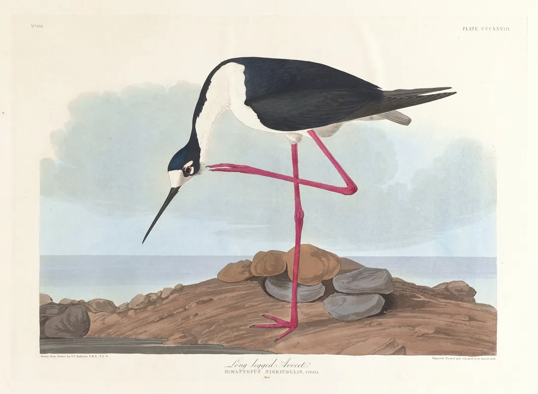 Long Legged Avocet by John James Audubon - Canvas Print