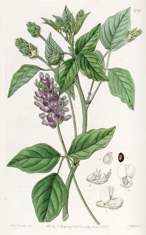 Long Spiked Psoralea