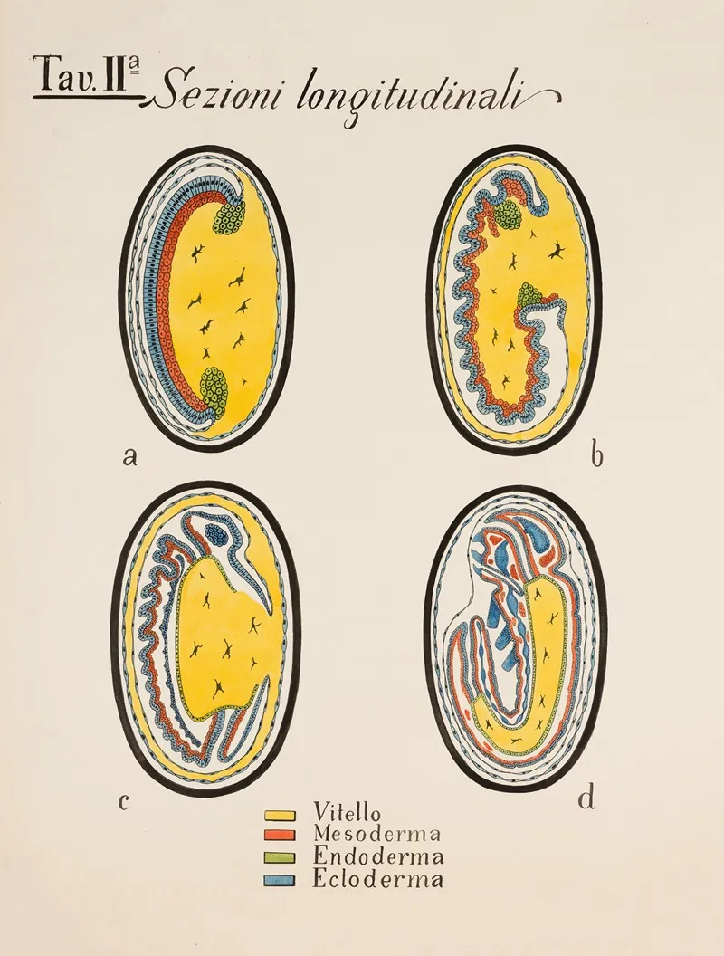 Longitudinal Sections Developmental Stages