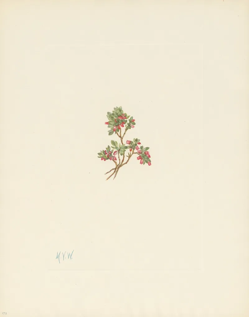 Low Whortleberry Vaccinium Caespitosum 3
