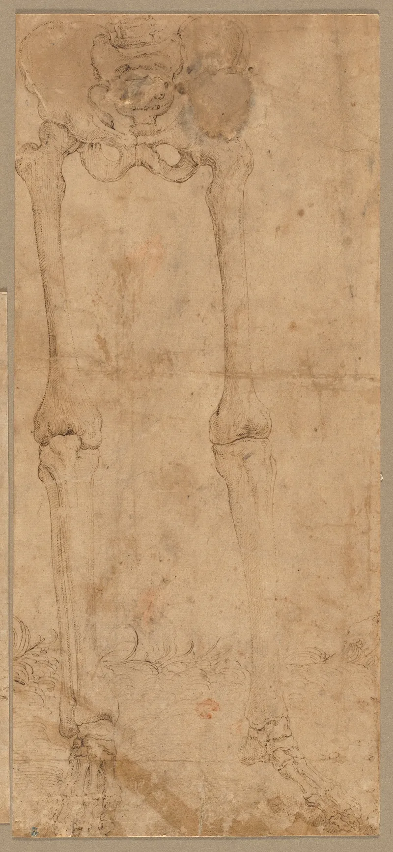 Lower Half Of Skeleton From The Front by Battista Franco - Canvas Print