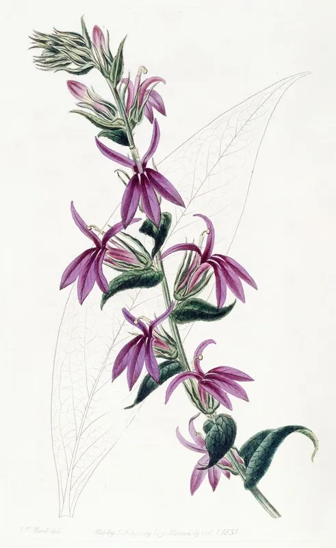 Lows Purple Lobelia