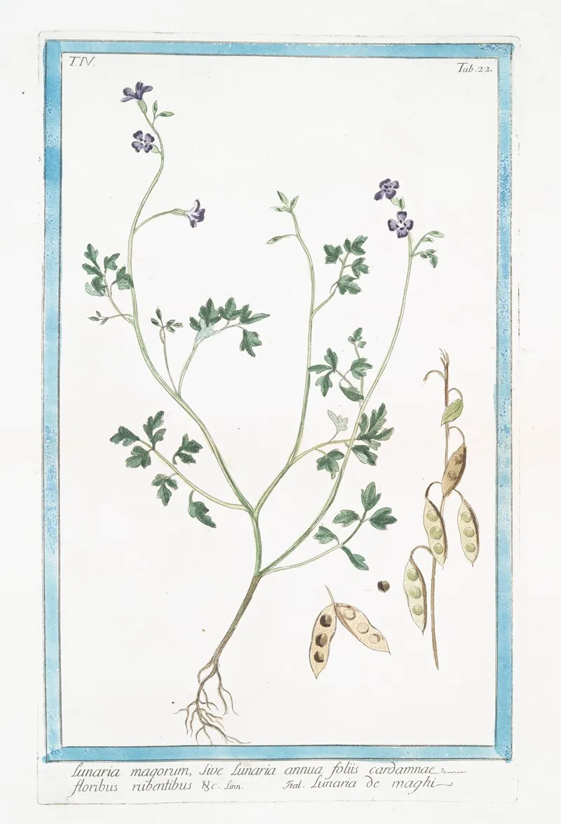 Lunaria Magorum Sive Lunaria Annua Floliis Cardamnae Floribus Rubentibus C Lunaria De Maghi Annual Honesty Silver Dollar