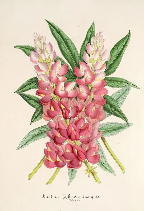 Lupinus Insignis Hybridus