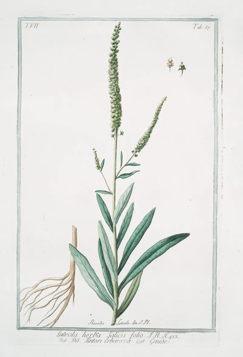 Luteola Herba Salicis Folio Da Tintori Erbarossa Gaude Weld Dyers Rocket