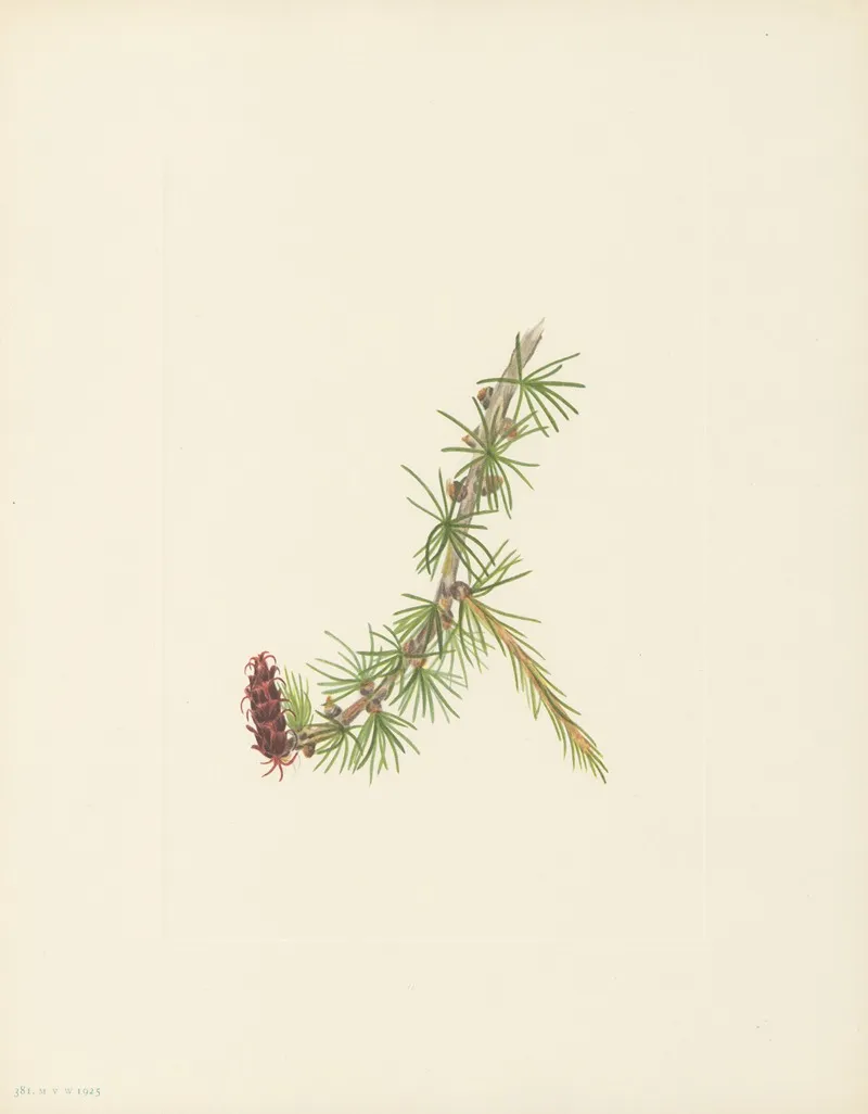 Lyall Larch Larix Lyallii 3