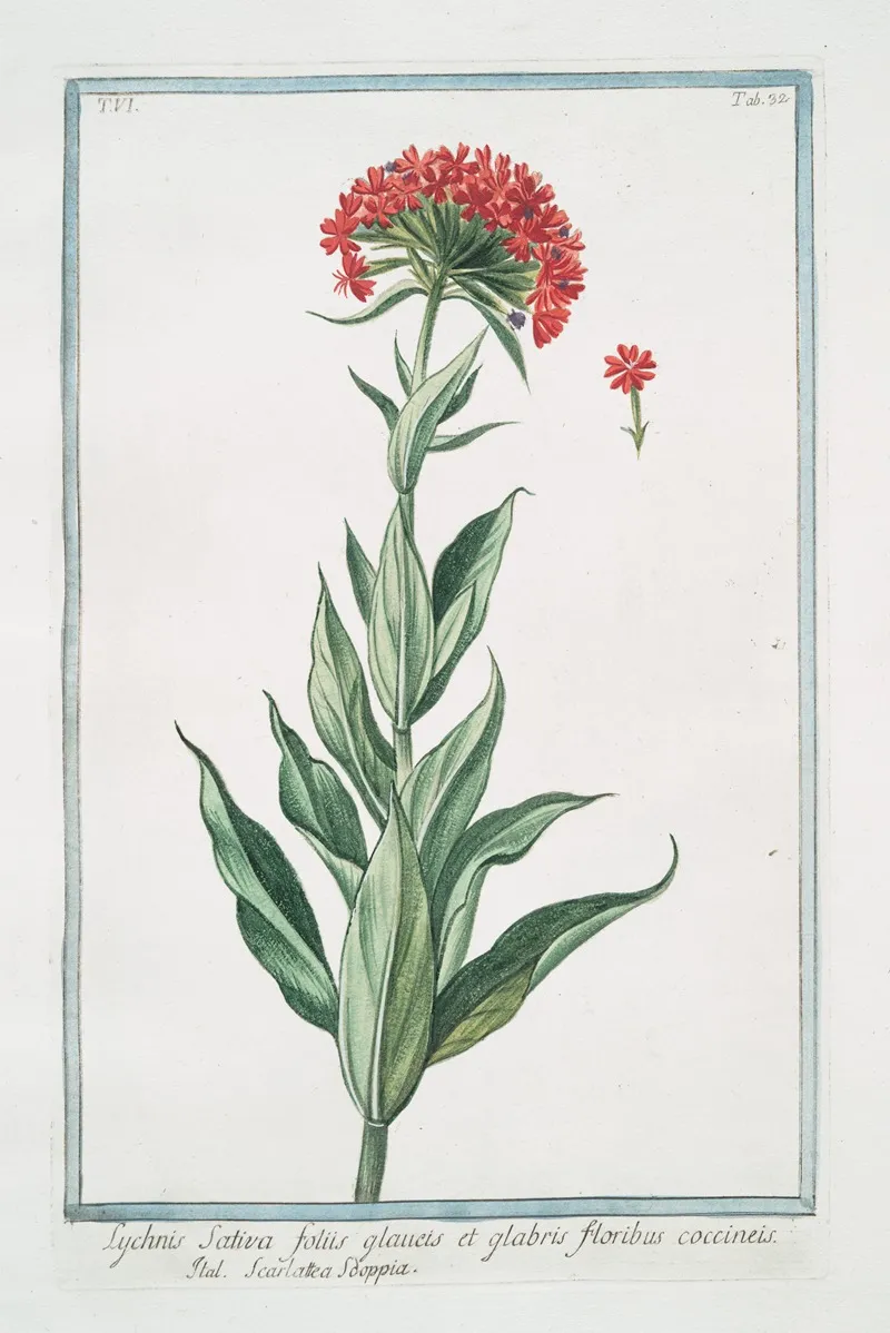 Lychnis Sativa Foliis Glauets Et Glabris Floribus Coccineis Scarlattea Sooppia Scarlet Lychnis