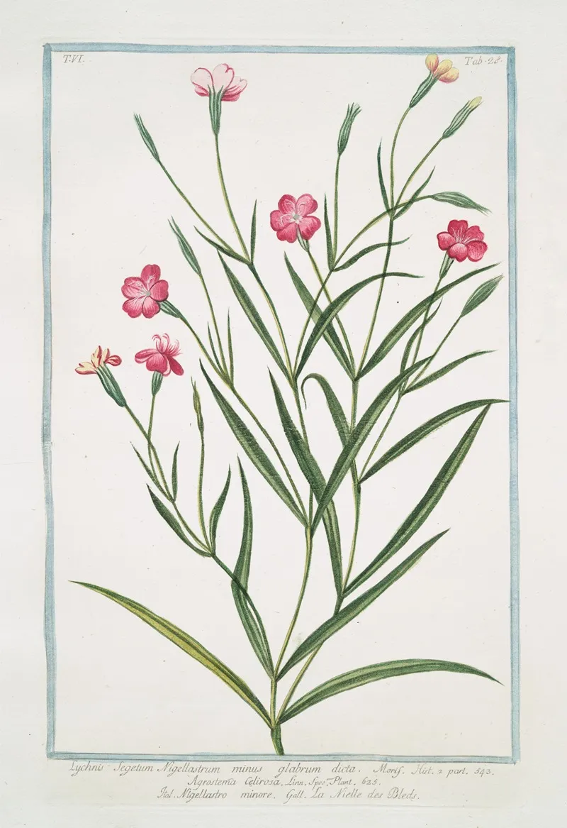 Lychnis Segetum Nigellastrum Minus Glabrum Dicta Agrostema Celirosa Nigellastro Minore La Nielle Des Bleds Black Catchfly by Giorgio Bonelli - Canvas Print