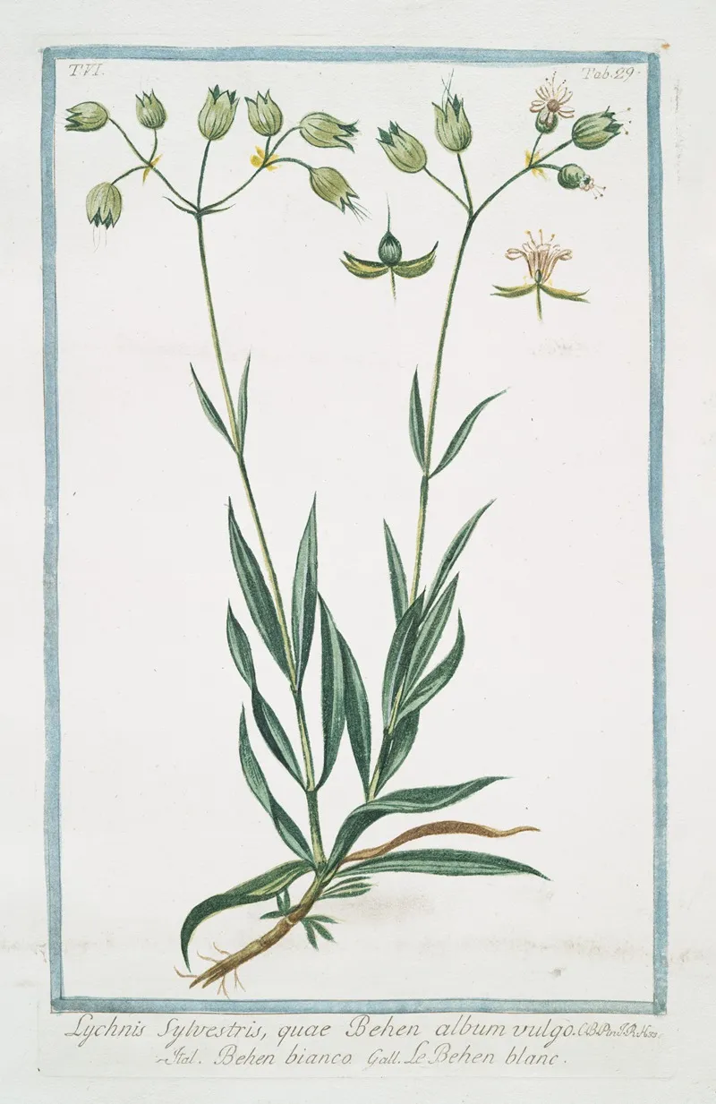 Lychnis Sylvestris Quae Behen Album Vulgo Behen Bianco Le Behen Blanc