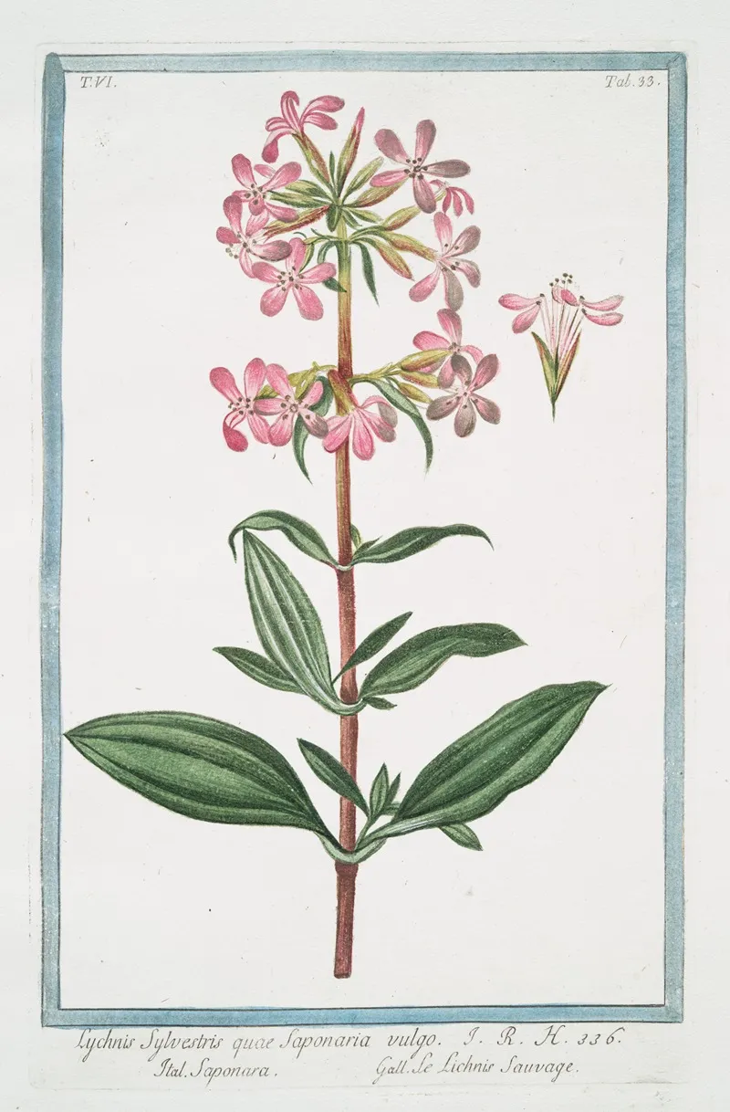 Lychnis Sylvestris Quae Saponaria Vulgo Saponara Le Lichnis Sauvage