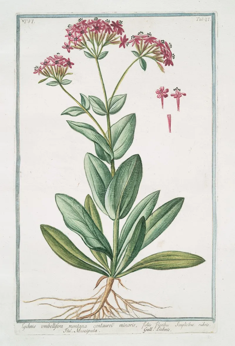 Lychnis Umbellifera Montana Centaurei Minoris Floribus Simplicibus Rubris Muscipula Lichnis Catchfly