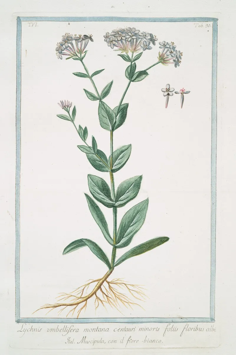 Lychnis Umbellifera Montana Centauri Minoris Foliis Floribus Albi Muscipula Con Il Fiore Bianco