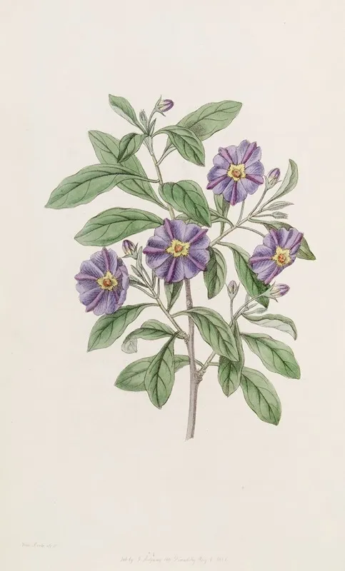 Lycium Like Solanum by Sydenham Edwards - Canvas Print