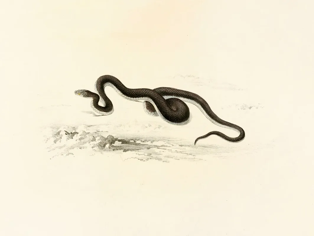 Lycodon Capensis by Sir Andrew Smith - Canvas Print