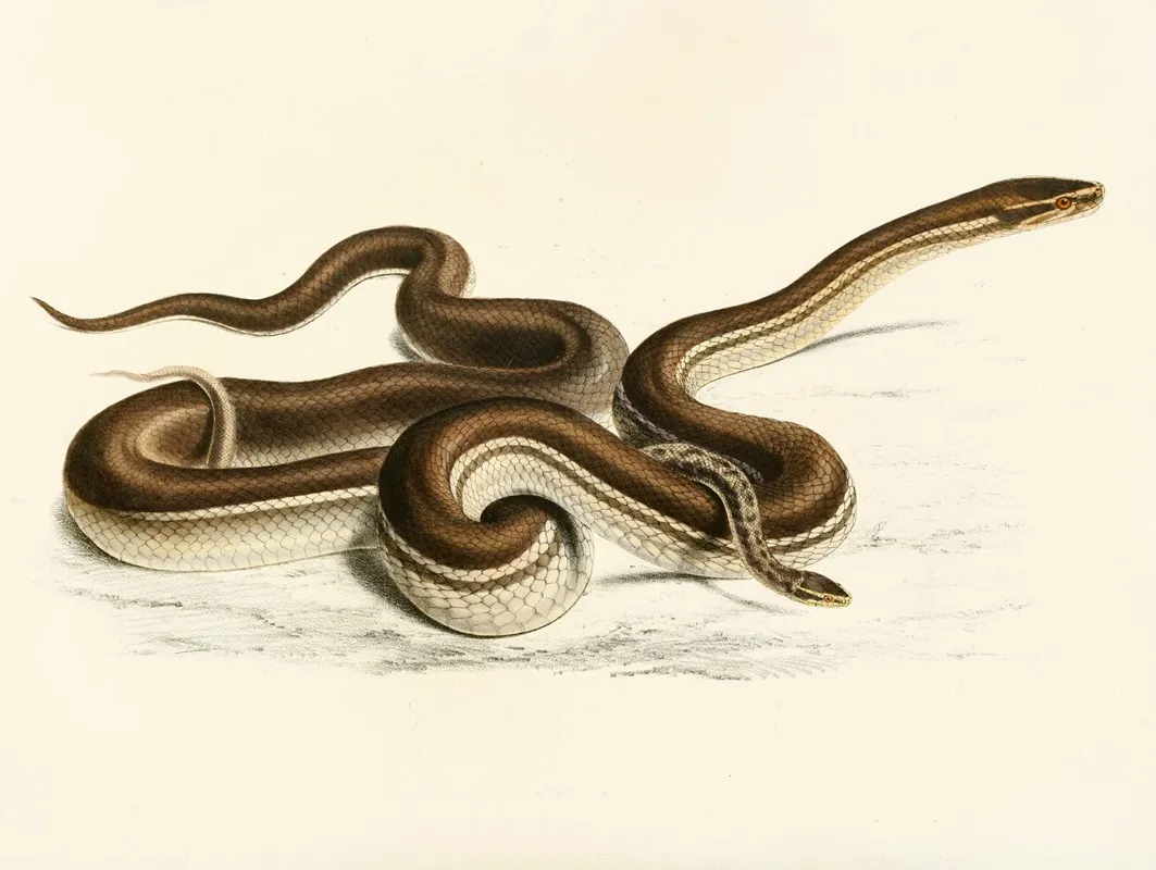 Lycodon Geometricus by Sir Andrew Smith - Canvas Print