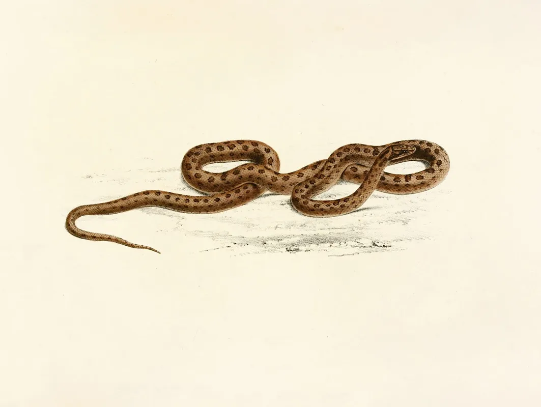 Lycodon Guttatus by Sir Andrew Smith - Canvas Print