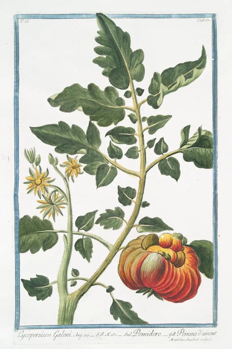 Lycopersicon Galeni Pomidoro Pomme Dammour Tomato