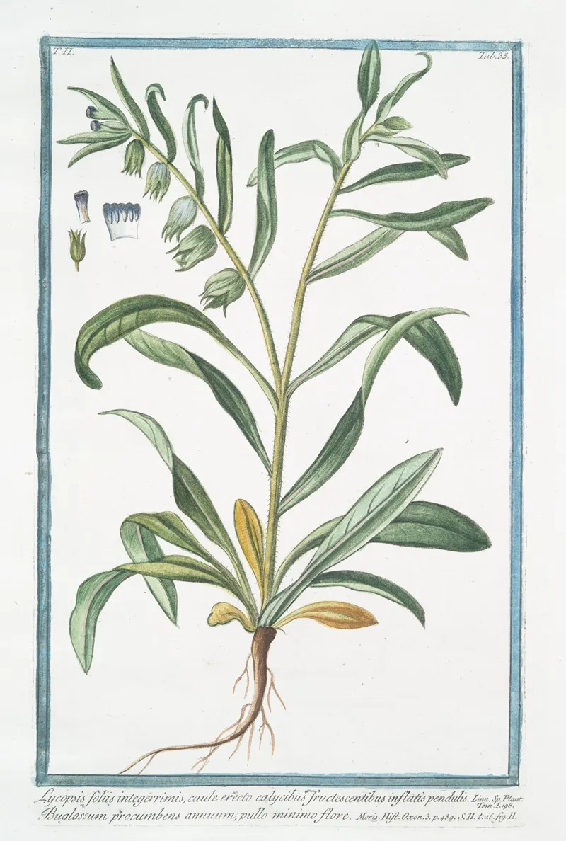 Lycopsis Foliis Integerrimis Caule Erecto Calycibus Fructescentibus Inflatis Pendulis Buglossum Procumbens Annuum Pullo Minimo Flore Bugloss