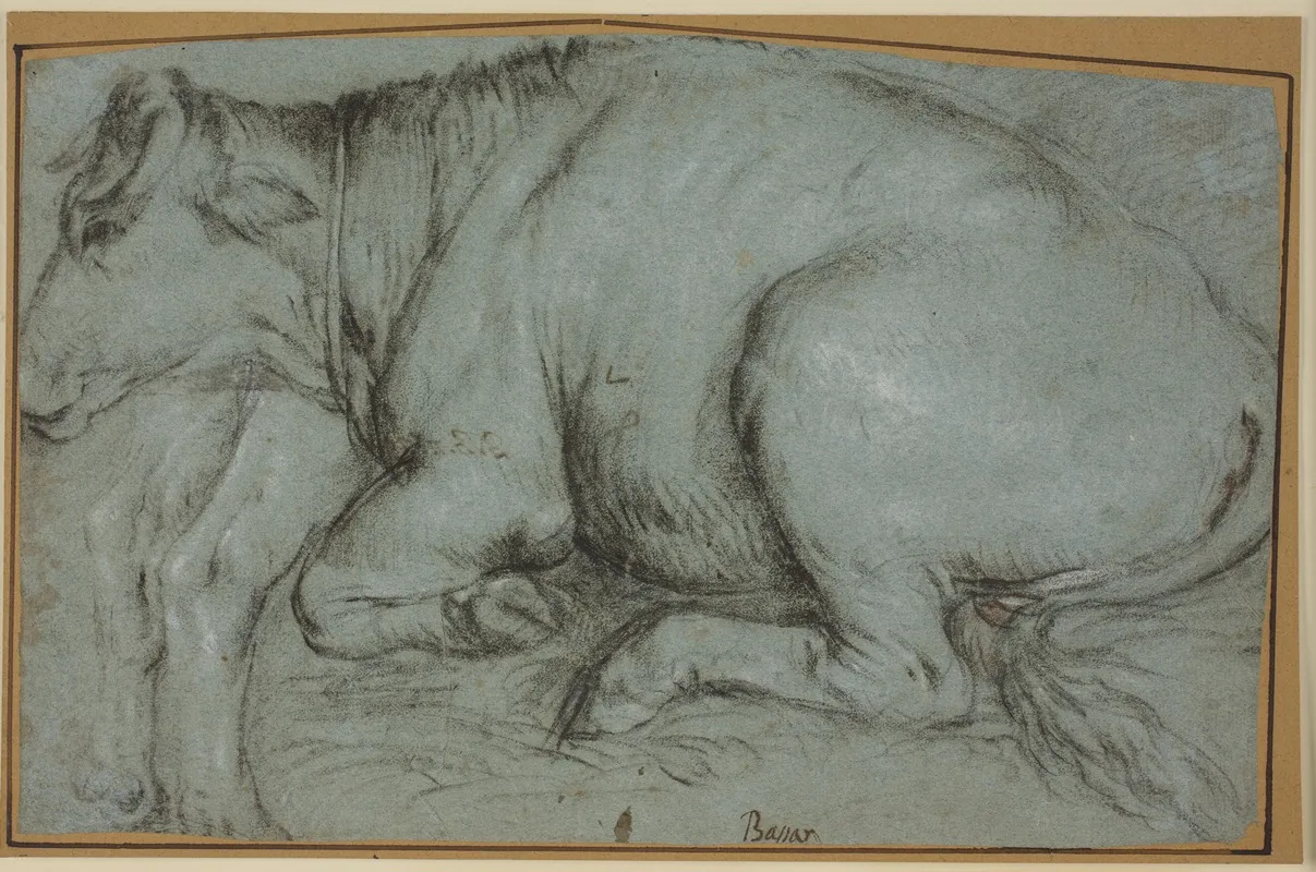 Lying Cow And Study For The Hind Legs Of A Standing Cow by Carlo Caliari - Canvas Print