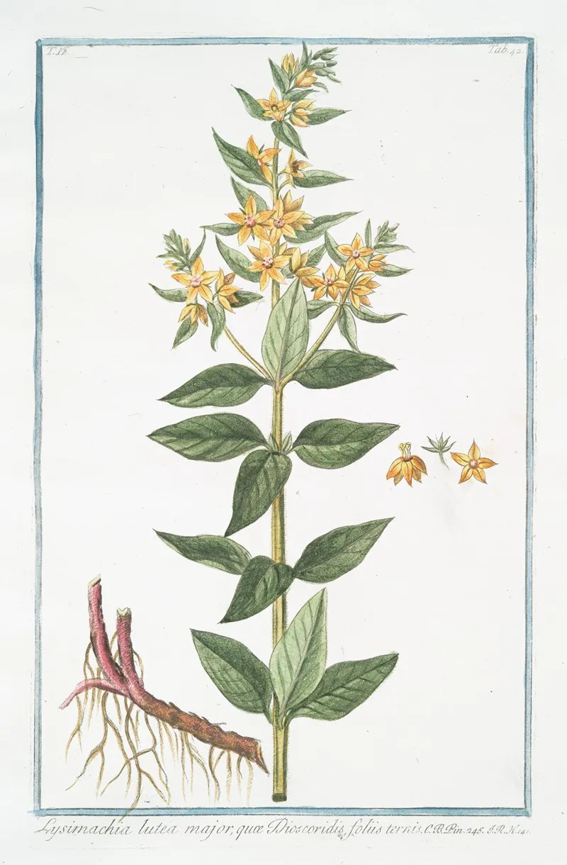Lysimachia Lutea Major Quae Discoridis Foliis Ternis Loosestrife