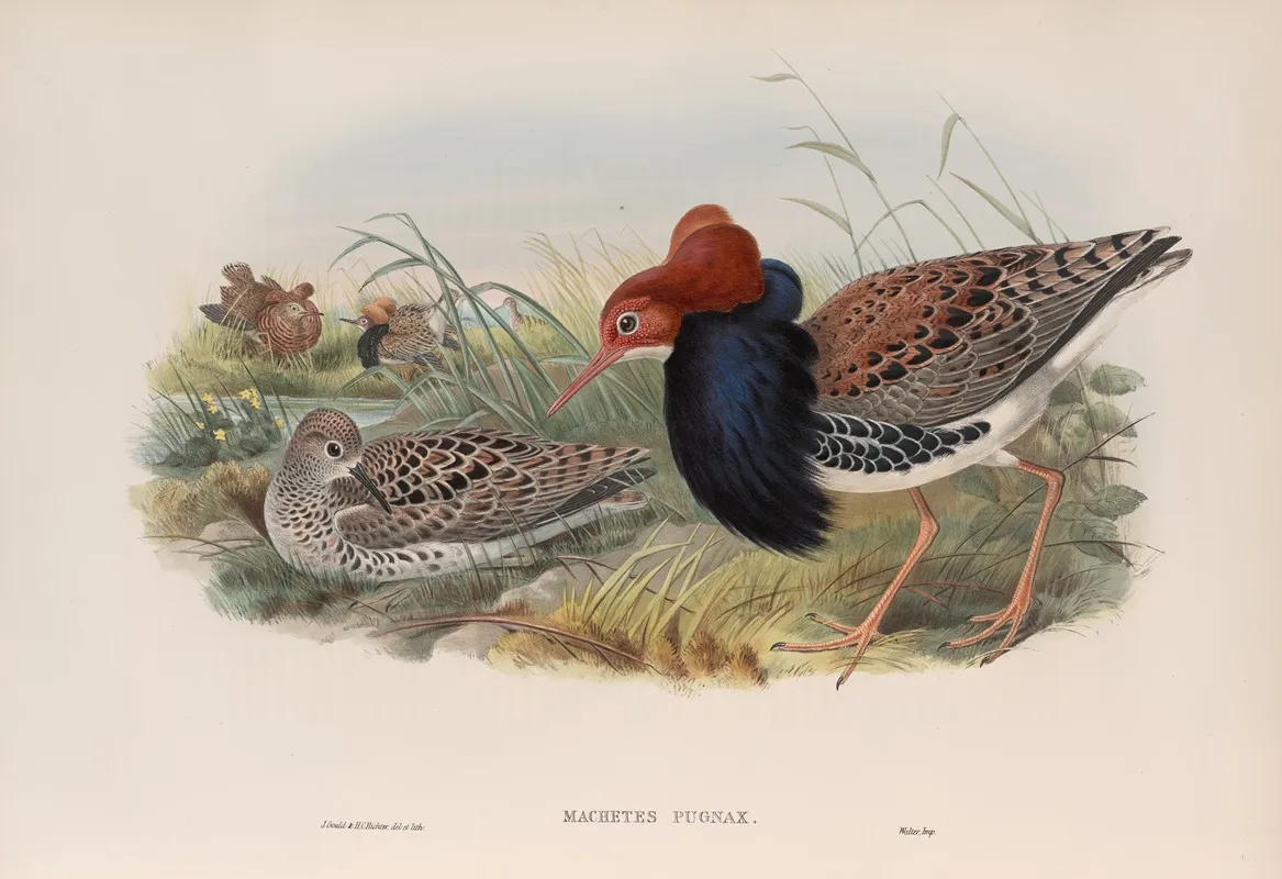 Machetes Pugnax Ruff by John Gould - Canvas Print